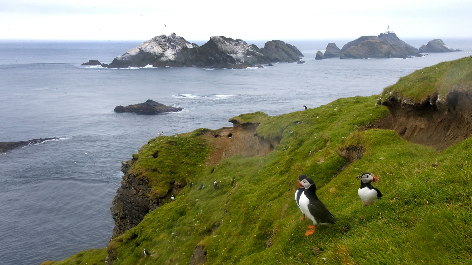 Hermaness – the nature reserve at the end of the British Isles