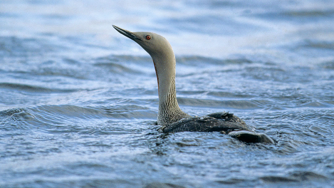 Red throated Diver