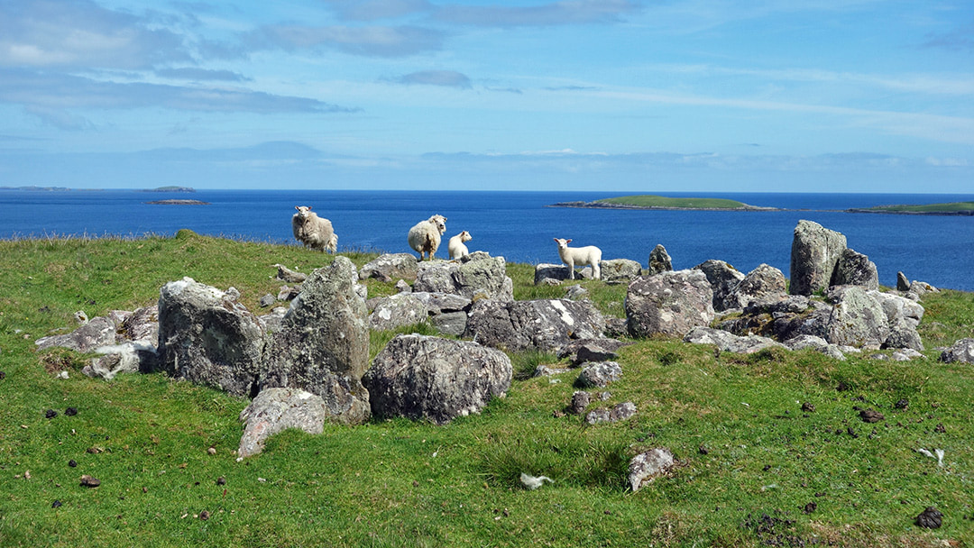 Sheep by Yoxie House