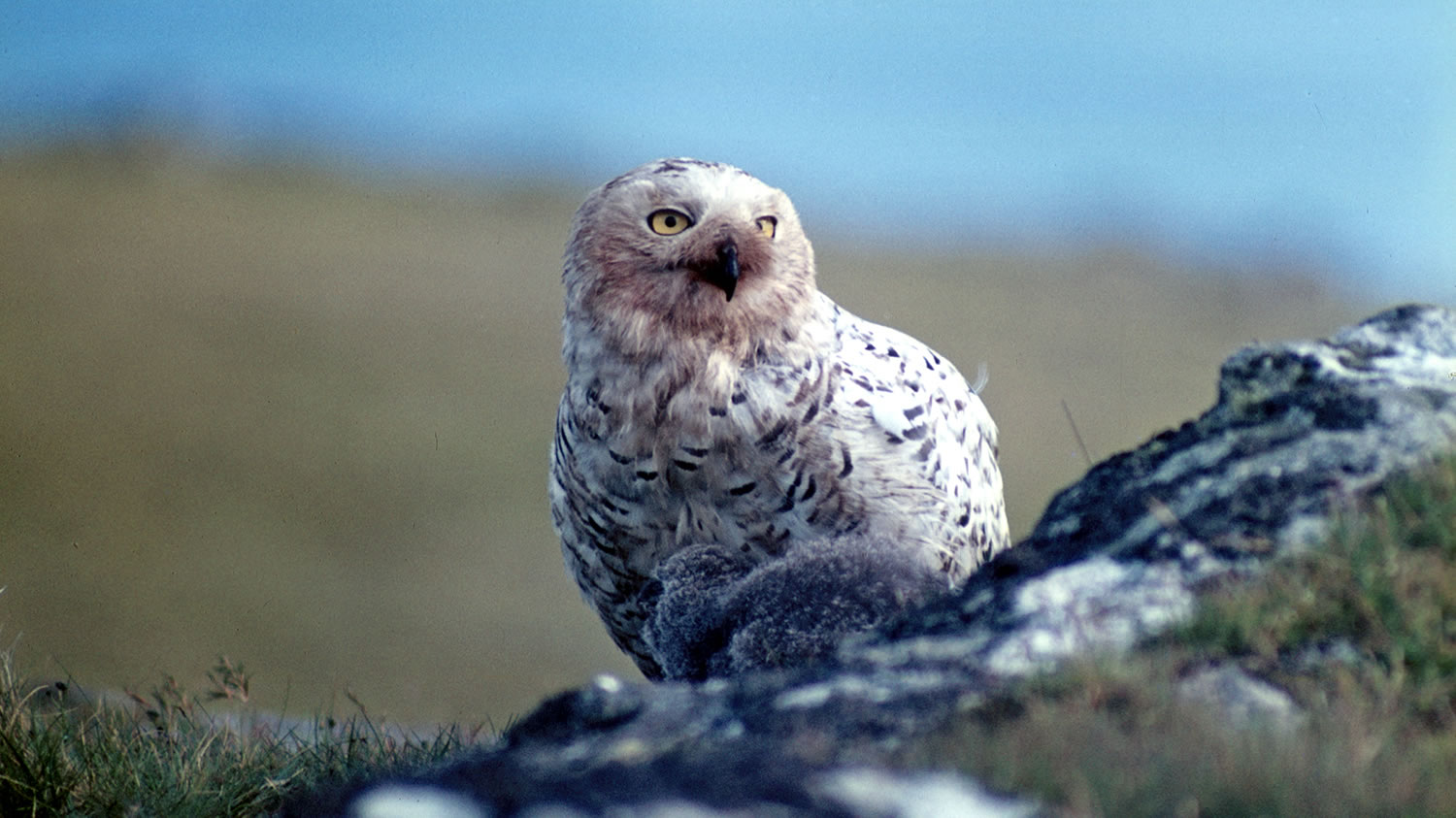 Bobby Tulloch and the Snowy Owls of Fetlar
