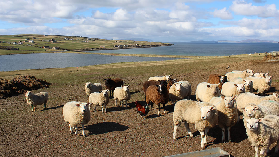 Some new friends in the foreground, and Echnaloch, the road on the ayre, Echnaloch Bay and Scapa Flow in the background