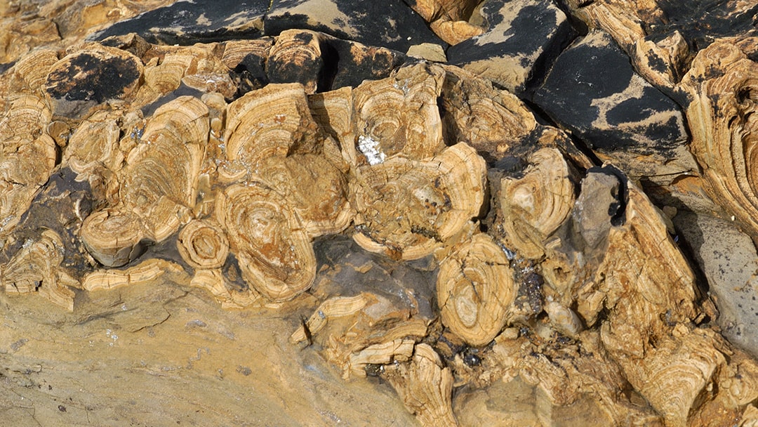 Stromatolites seen at Yesnaby