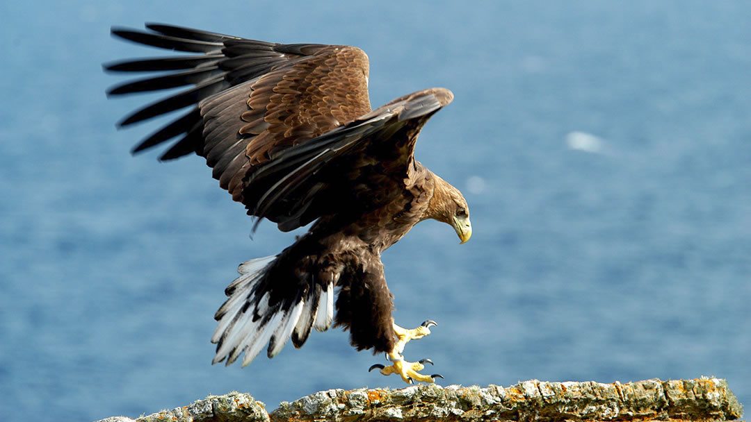 White tailed Sea Eagles