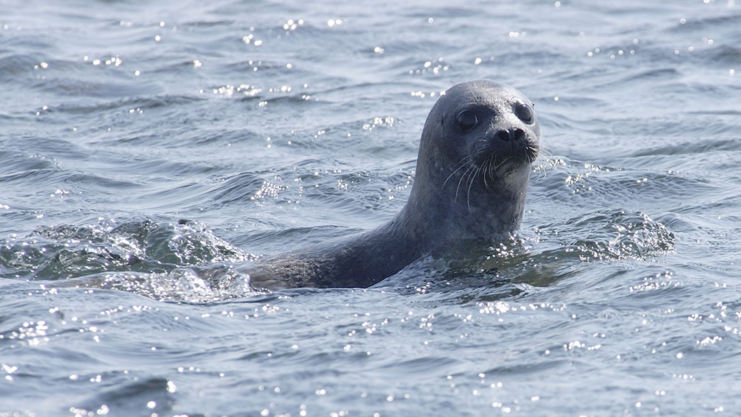 A seals in Shetland