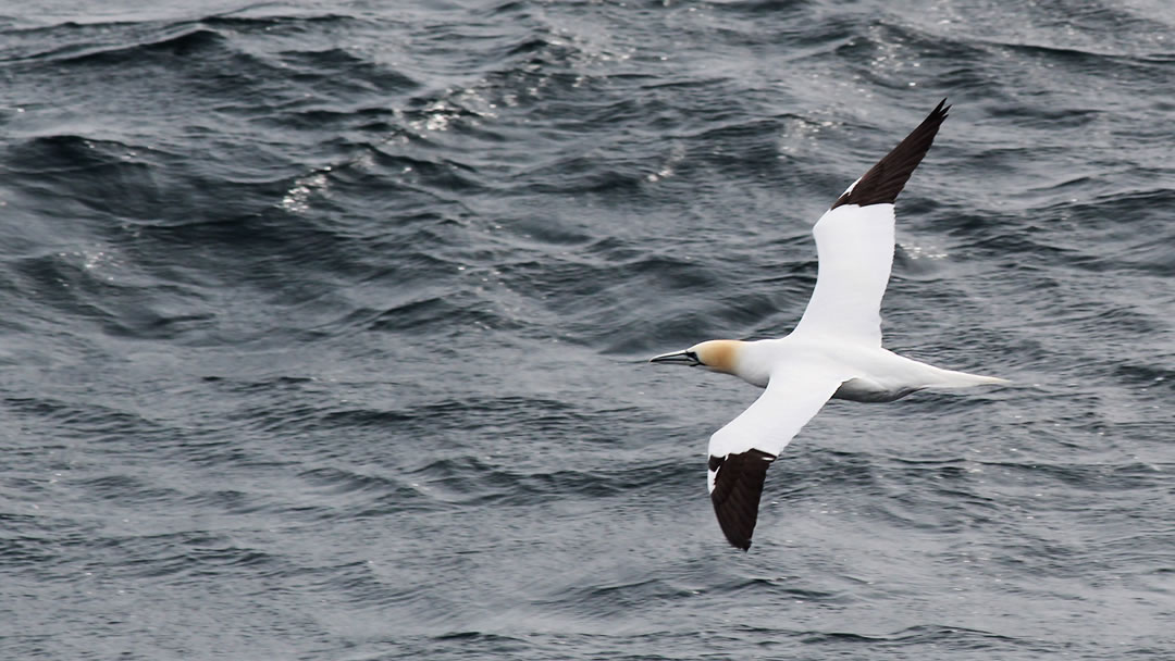 Gannet in flight