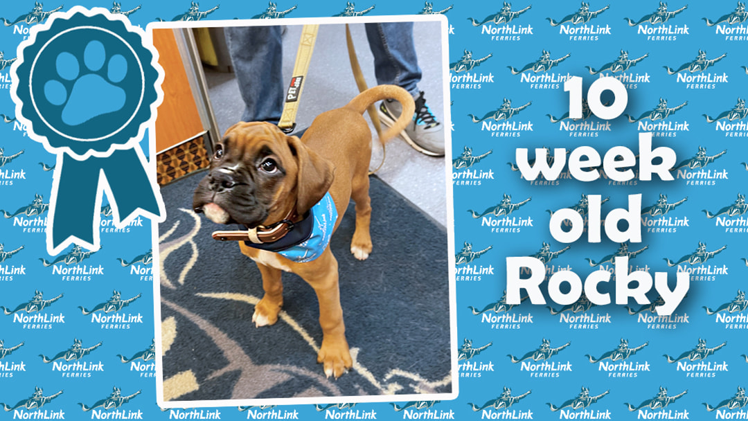 NorthLink Ferries' good dog of the month