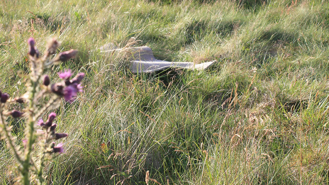 Orkney Voles will sometimes take shelter under carpets