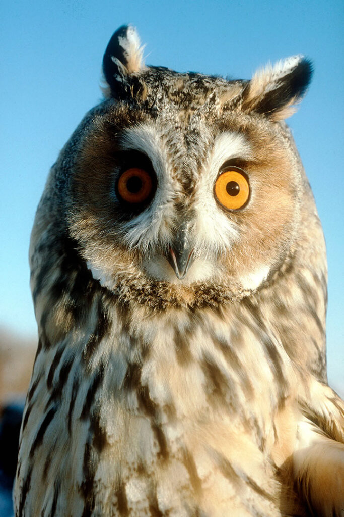 Owl