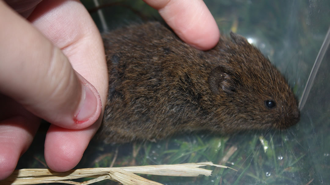 Stroking an Orkney vole