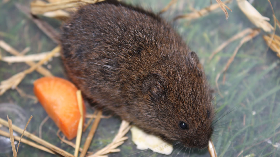 The Orkney Vole was unhurt