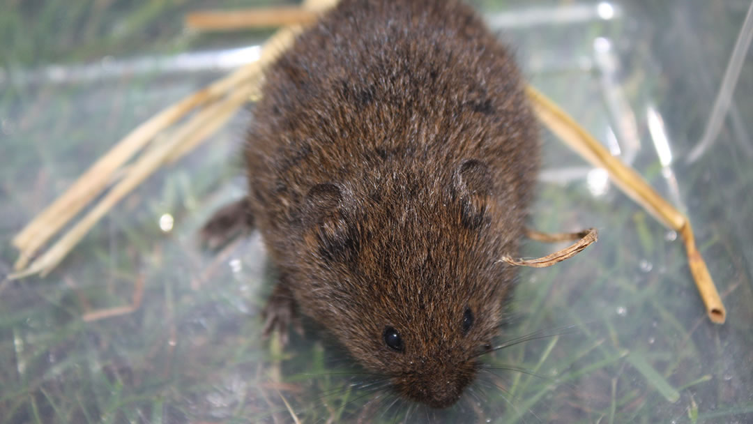 We finally caught an Orkney Vole
