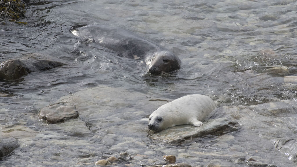 Seal and seal pup at Burwick in Orkney