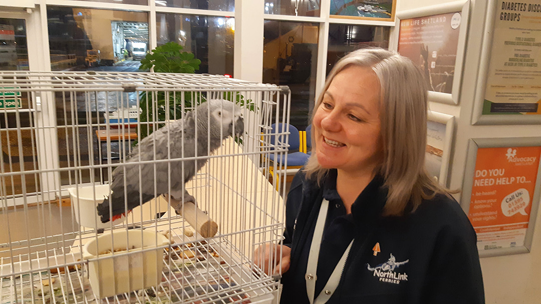 Staff meeting Cassie, an African Grey parrot, as she sails to Shetland on MV Hjaltland