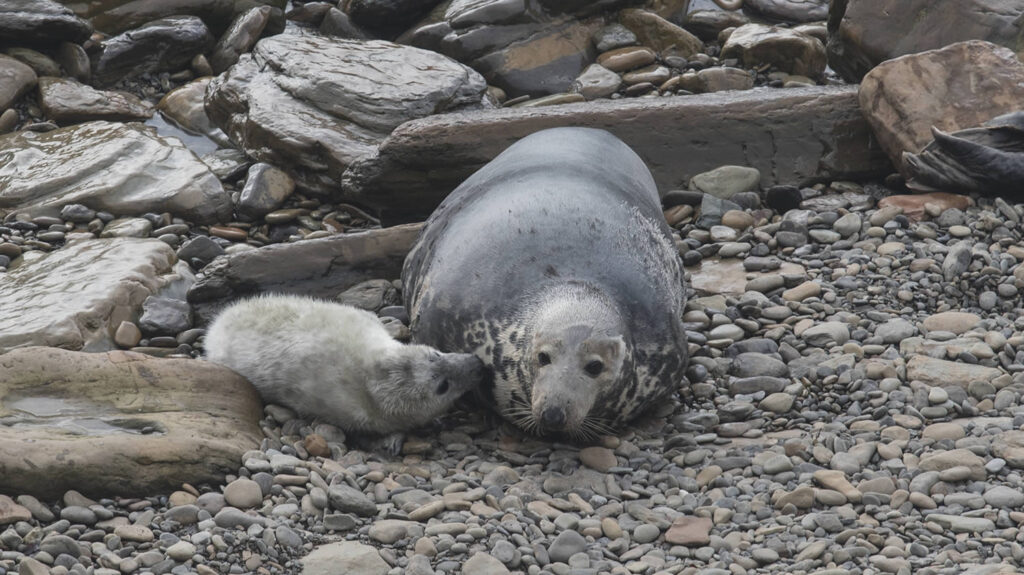 Seal and seal pup in Orkney