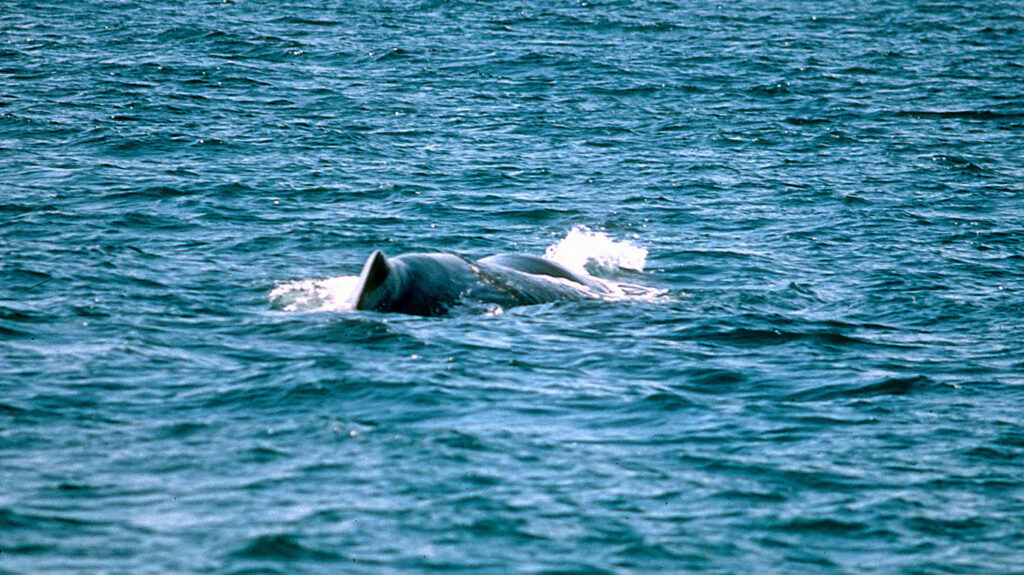 Sperm Whale in Orkney