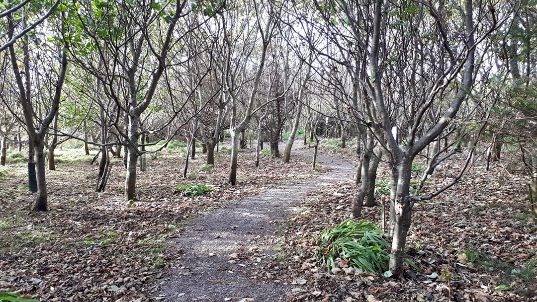 Michaelswood in Aith, Shetland