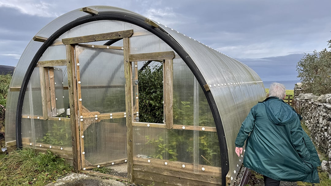 Tea plantation in Shapinsay, Orkney 