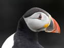 Puffin