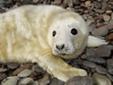 Seal