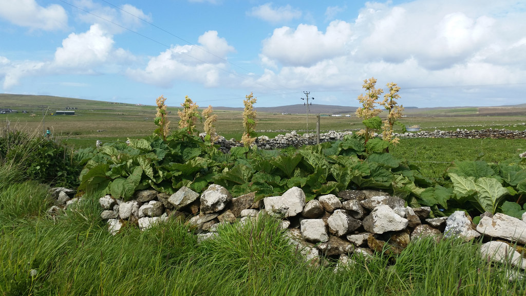 Rhubarb growing wild in Haroldswick Unst