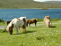 Shetland Ponies