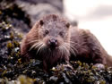 Otter