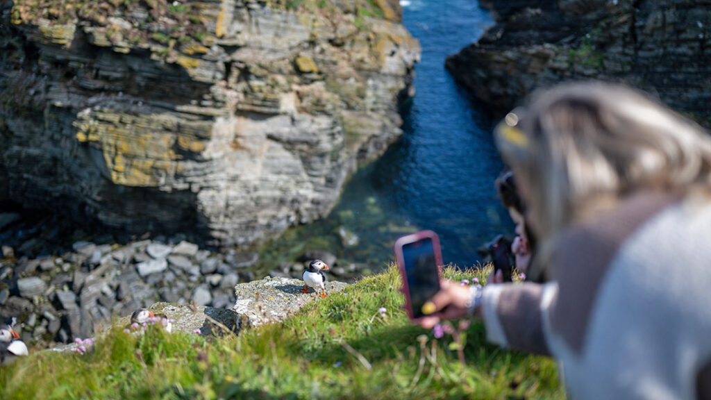 A close encounter with a puffin on the isle of Westray