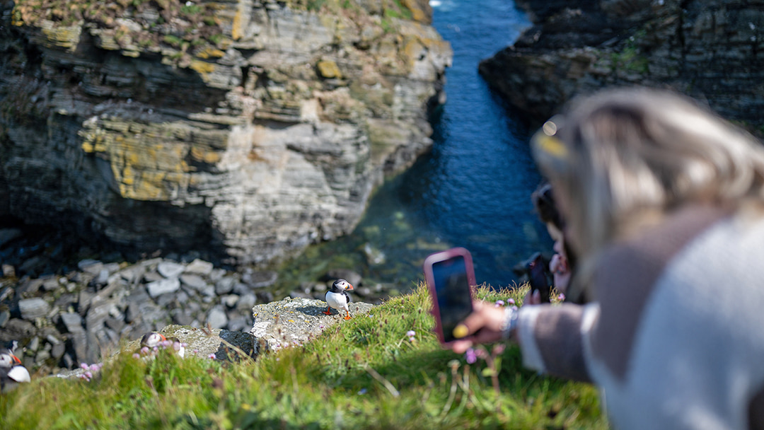 A close encounter with a puffin on the isle of Westray