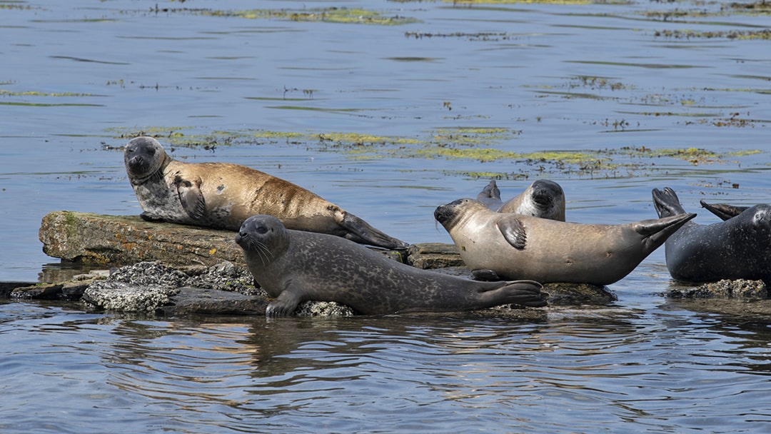 A group of common seals in Orkney