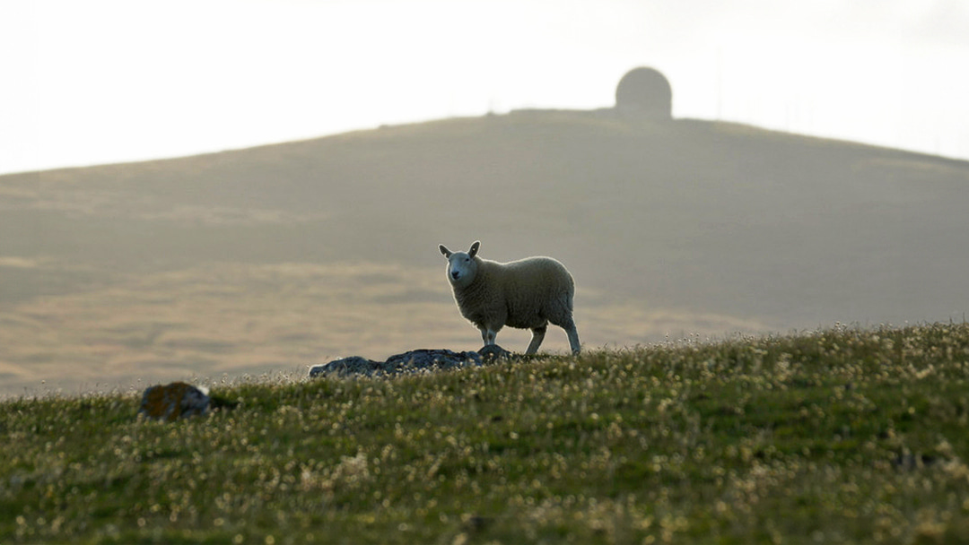 Sheep grazing in Lamba Ness, Unst in Shetland
