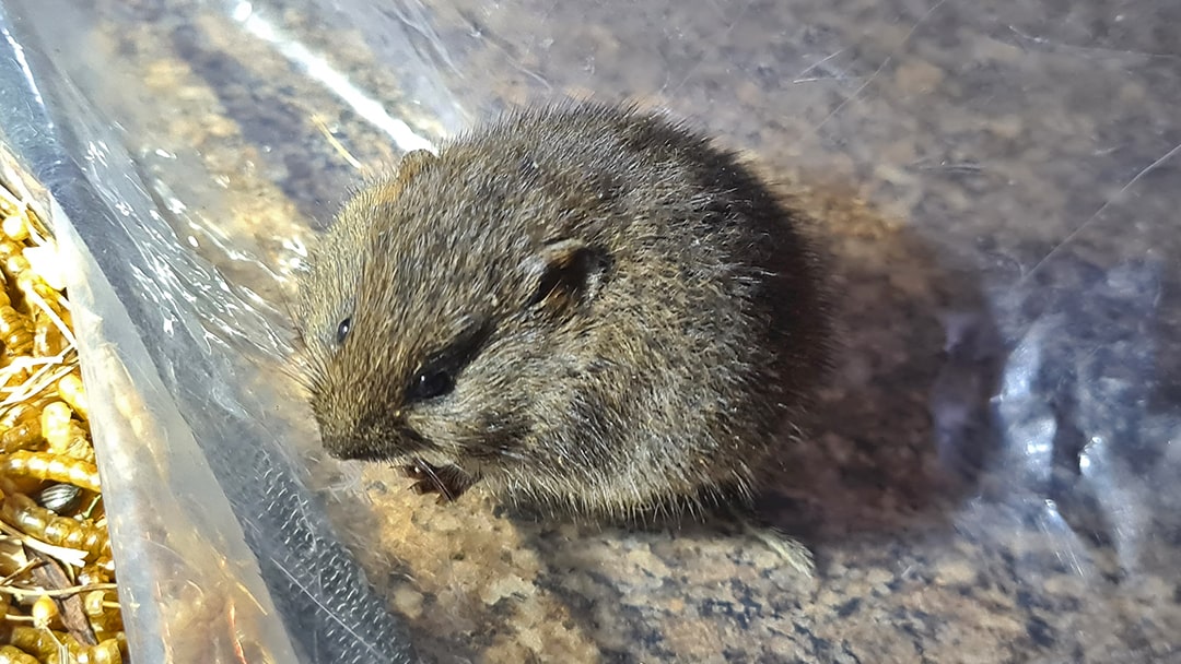 An Orkney Vole