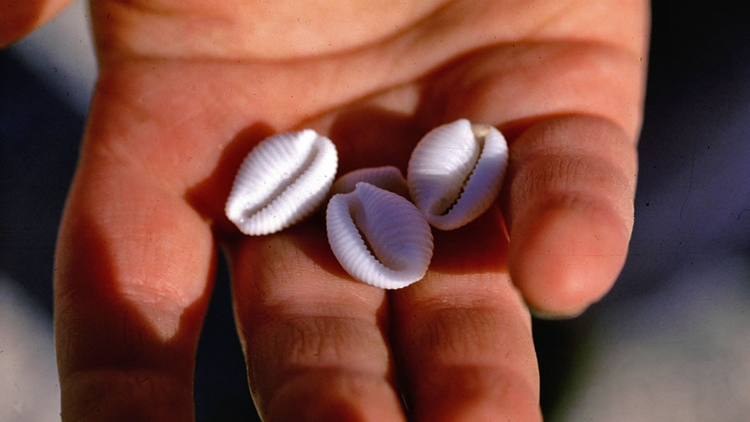 Groatie buckies at Brough of Birsay