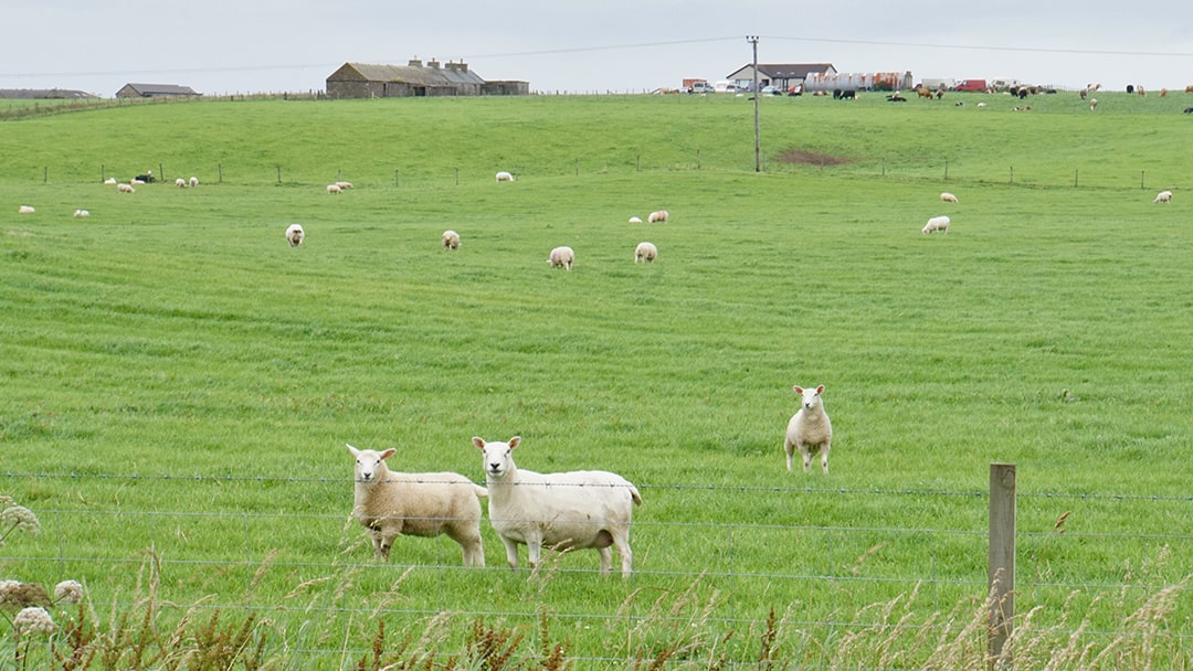 Orkney lamb is packed with flavour and complexity