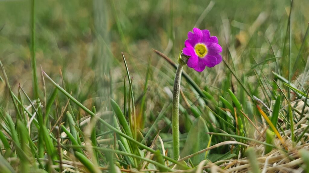 The Scottish Primrose found at Yesnaby in Orkney