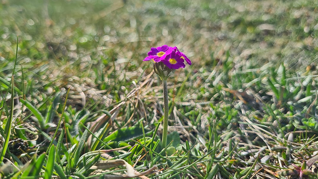 The Scottish Primrose found at Yesnaby in Orkney
