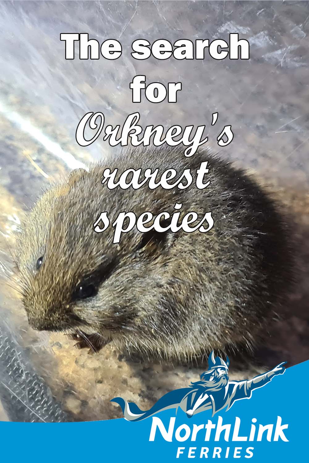 The search for Orkney's rarest species