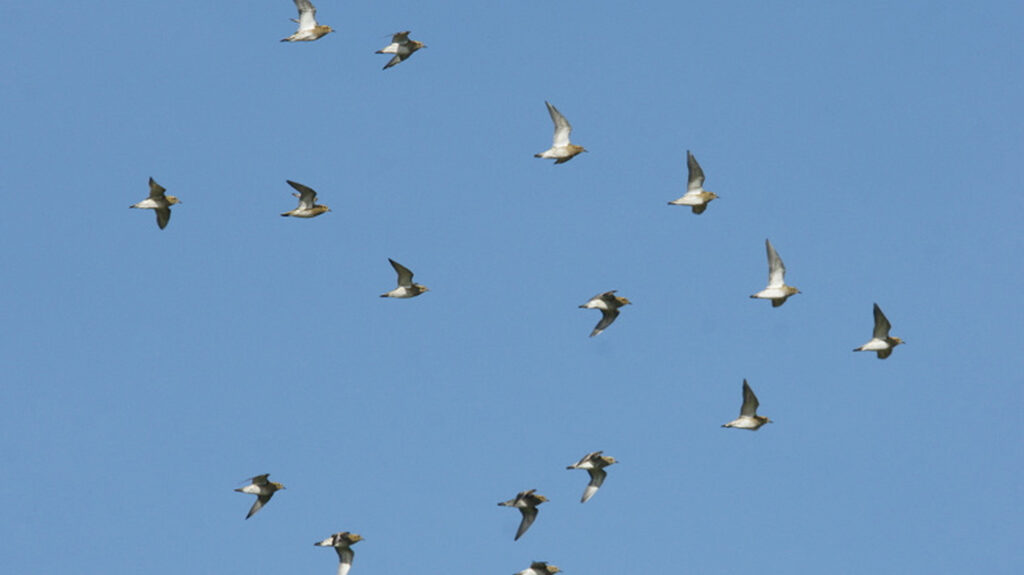 Golden Plovers