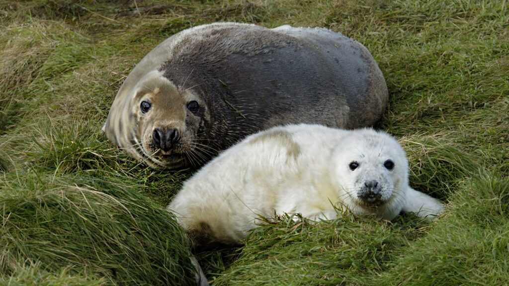 Grey Seal and pup