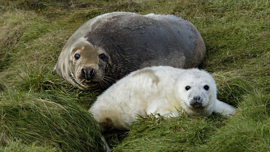 Grey Seal and pup