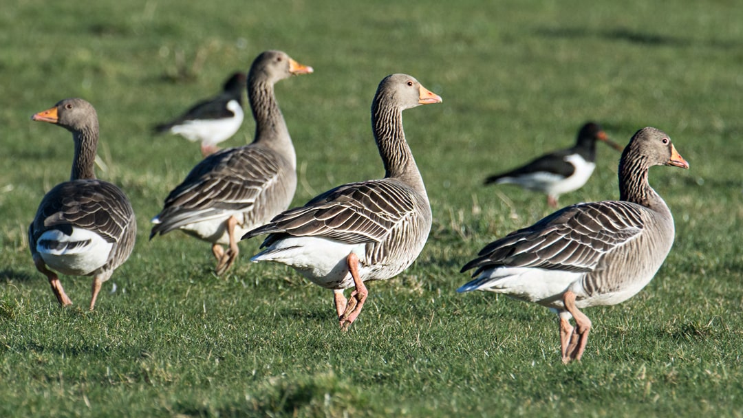 Greylag Geese