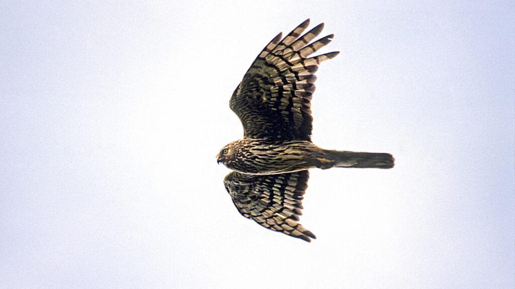 Hen Harrier