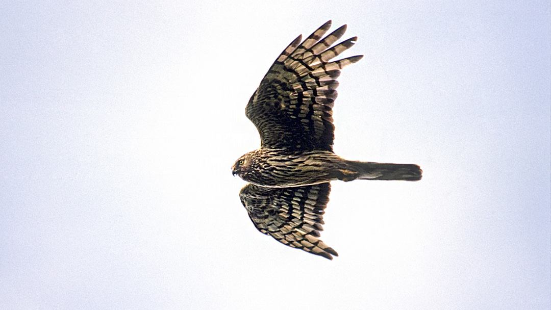Hen Harrier