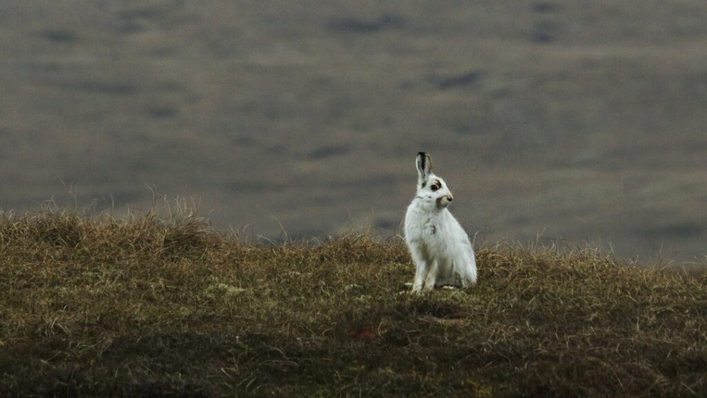 Mountain Hare in winter coat