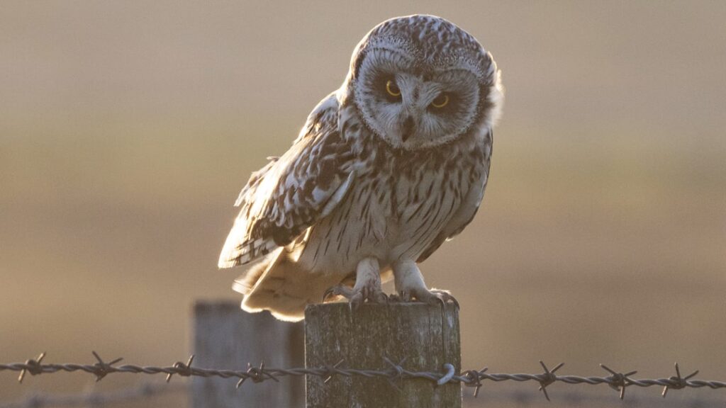 Short Eared Owl