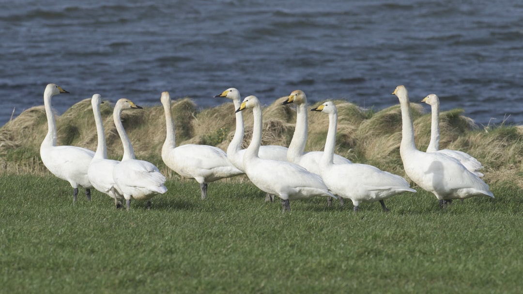 Whooper Swans gathered by the Lochside