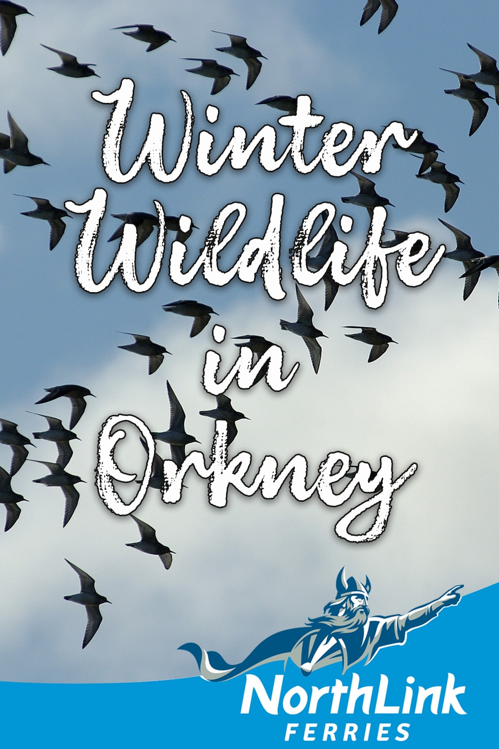 Winter Wildlife in Orkney