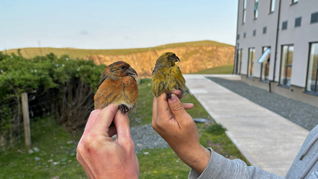 Holding birds at the Fair Isle Bird Observatory