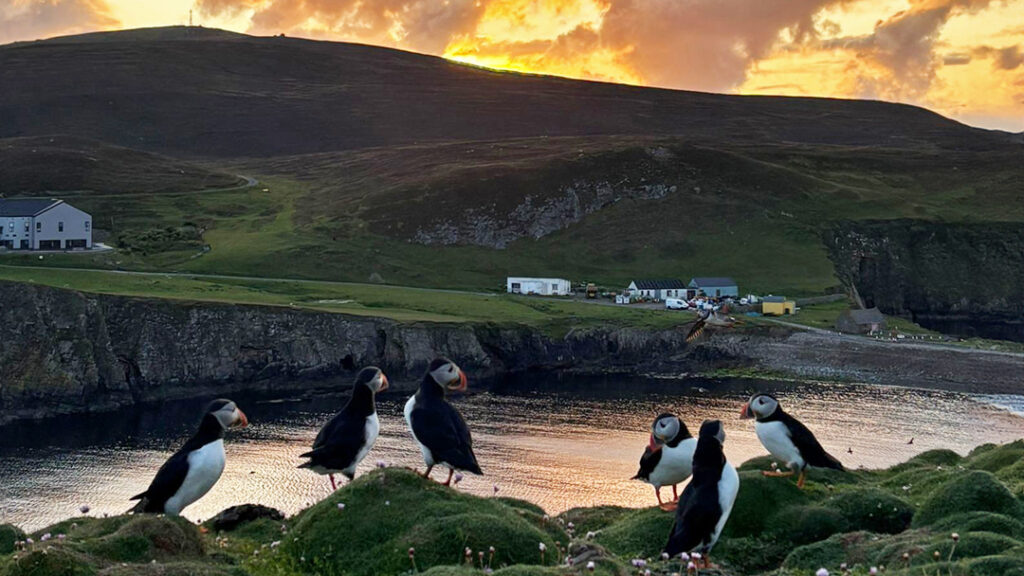 Puffin spotting in Fair Isle, Shetland