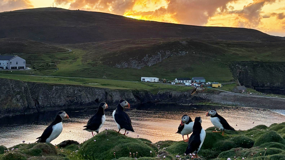 Puffin spotting in Fair Isle, Shetland