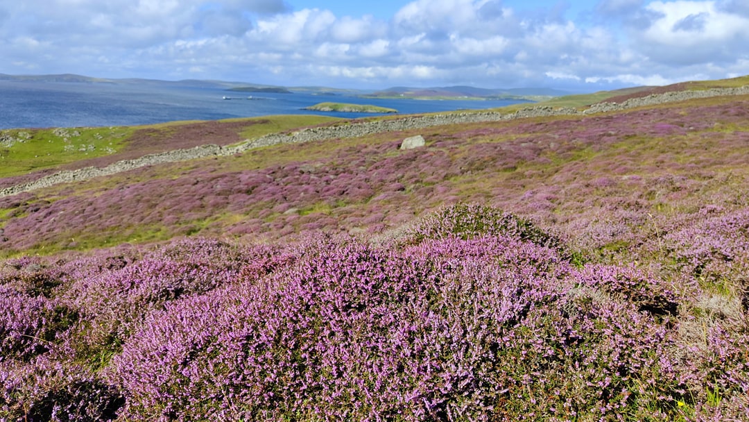 Scalloway hill covered with purple heather
